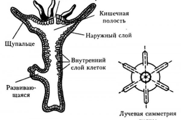 Как зайти на мегу даркнет